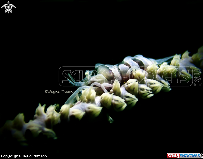 A Whip coral shrimp
