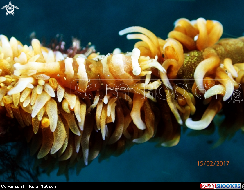 A Bumble Bee Shrimp