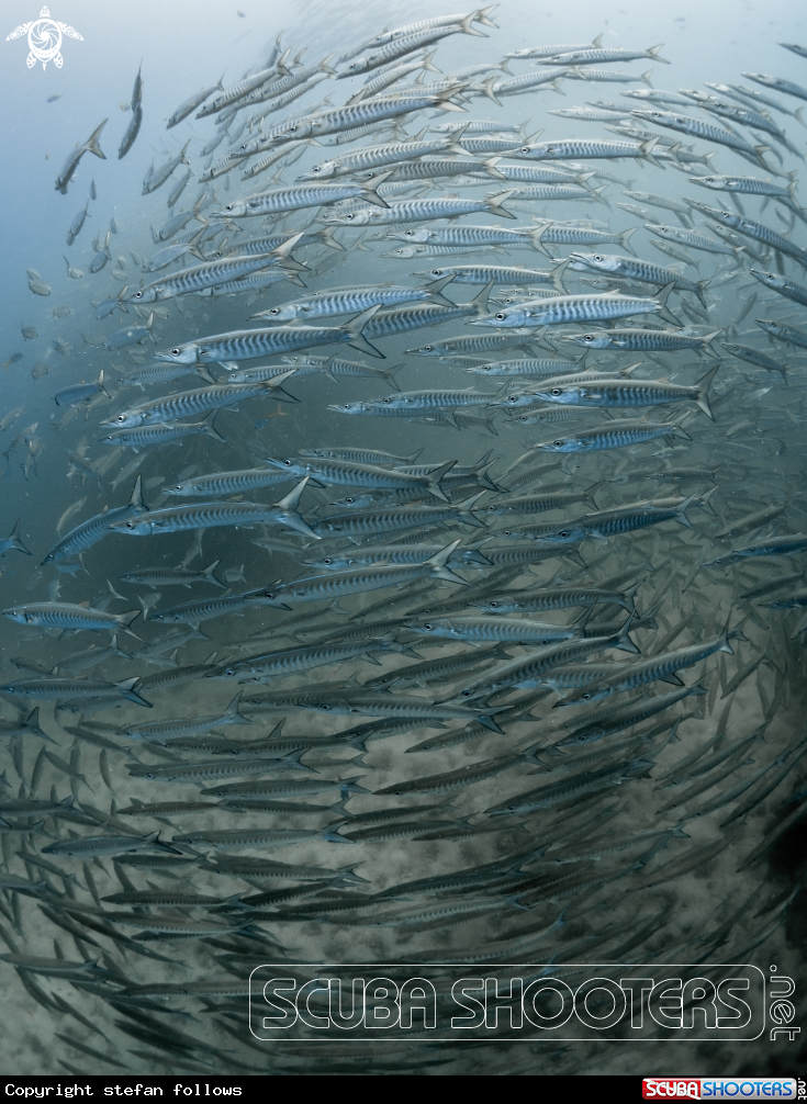 A Chevron Barracuda