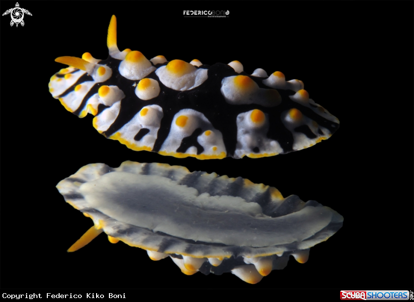 A Phyllidia Varicosa