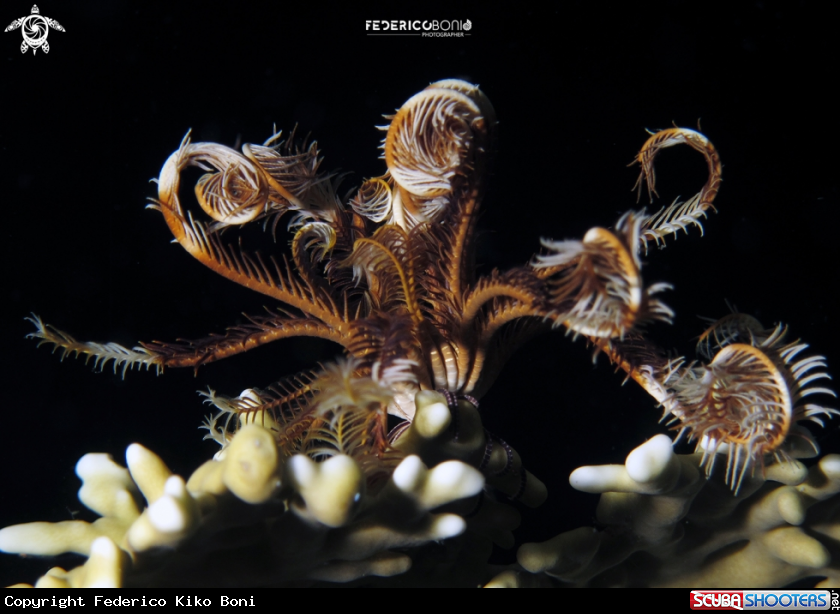 A Crinoidea 