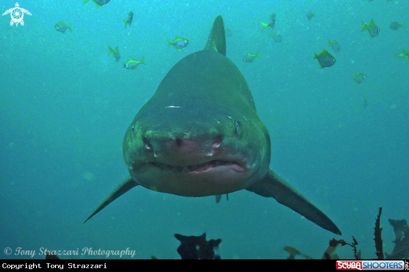 A Grey Nurse Shark