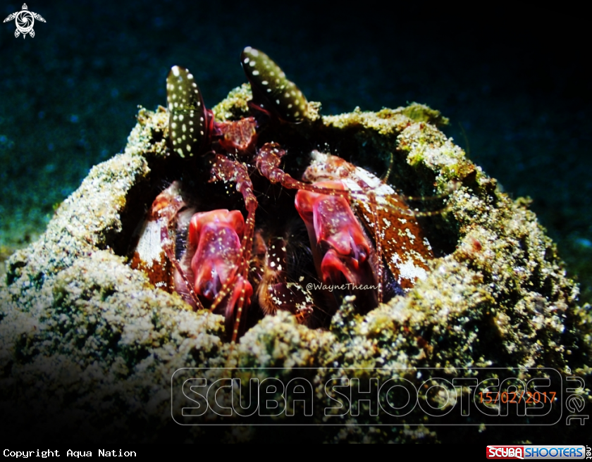 A Mantis Shrimp
