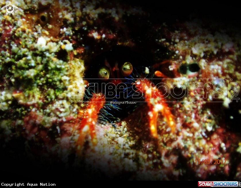 A Crubble shrimp