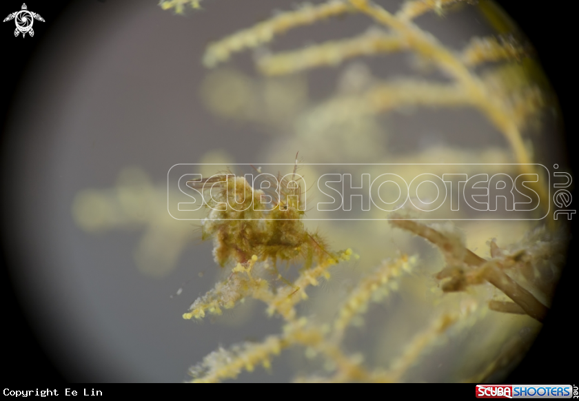A Hairy Shrimp