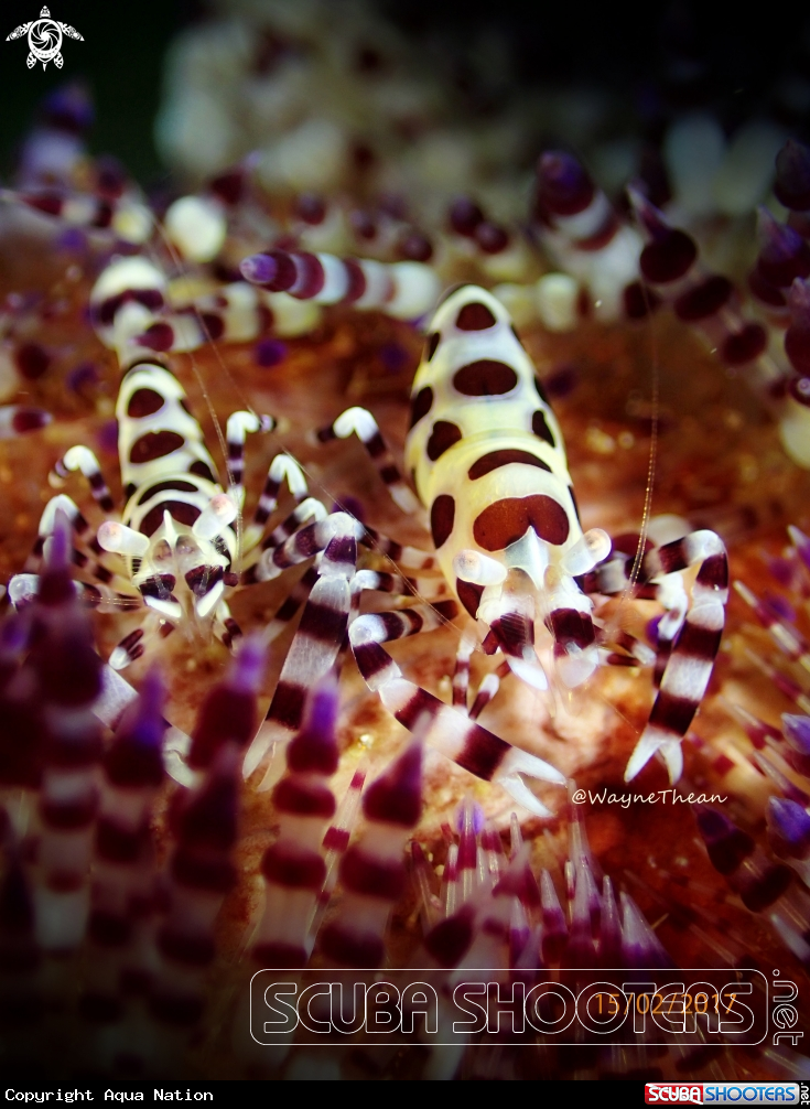 A Coleman shrimps