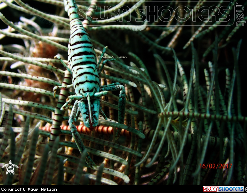 A Chronoid Shrimps