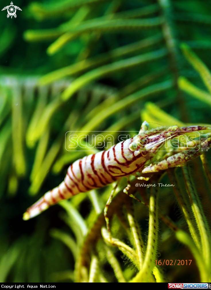 A ZEBRA SHRIMP