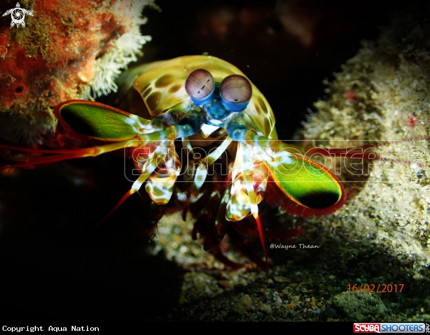 A Peacock Mantis Shrimp