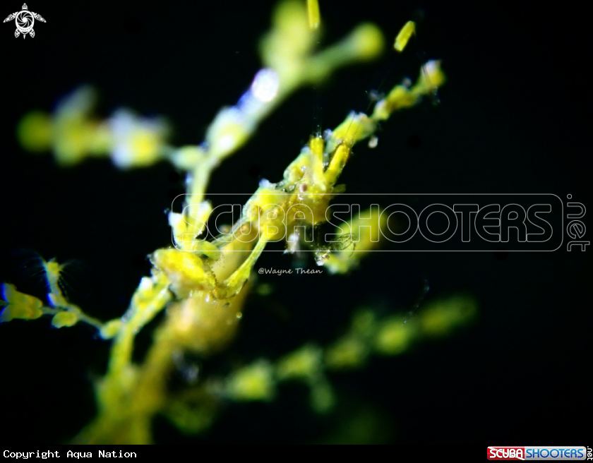 A Skeleton Shrimp