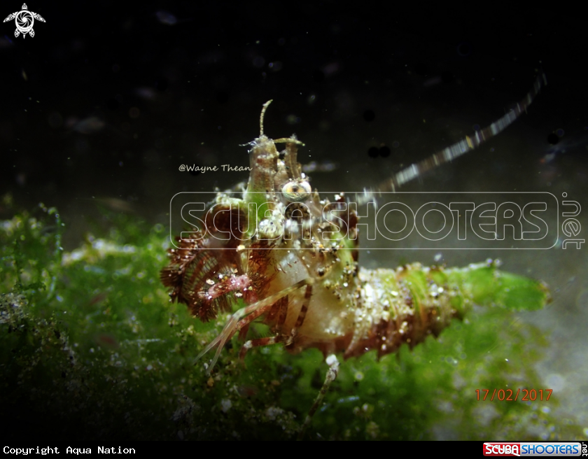 A Hairy Shrimp