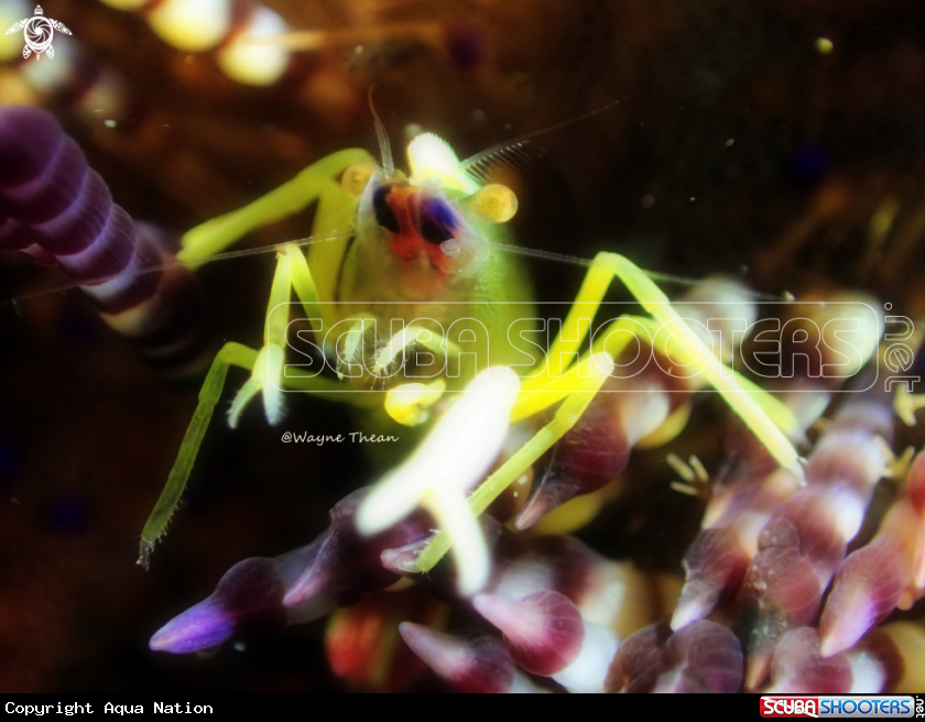 A Squat Lobster