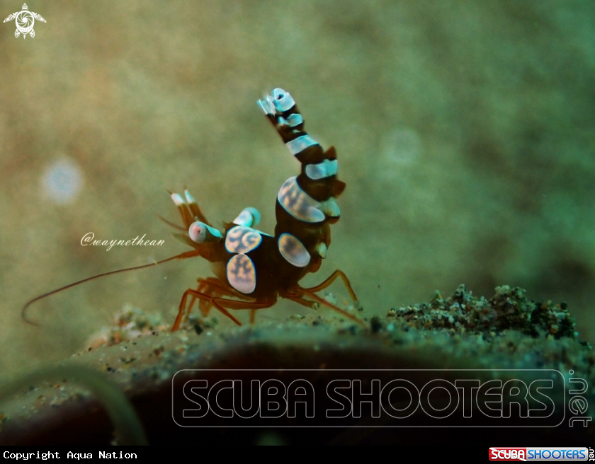 A Sexy Anemone Shrimp