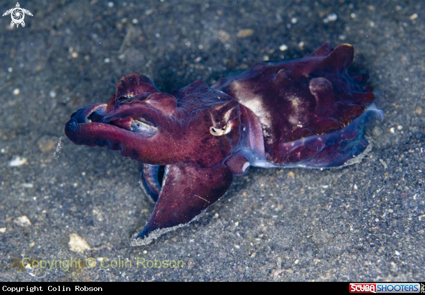 A cattel fish
