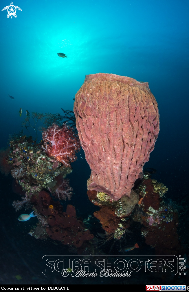 A Sponge