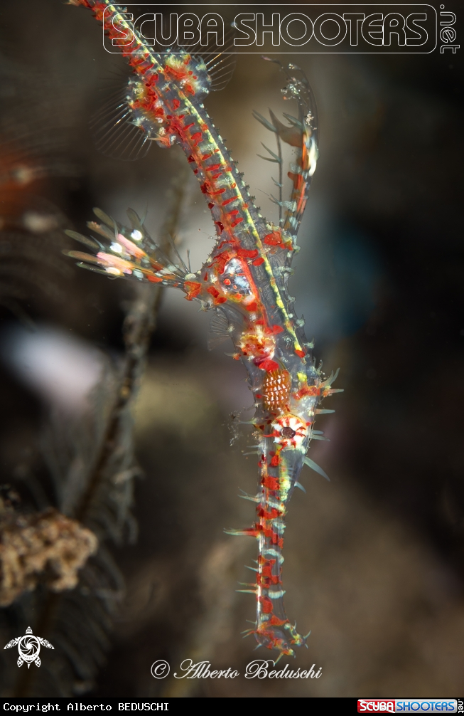 A Ghost fish