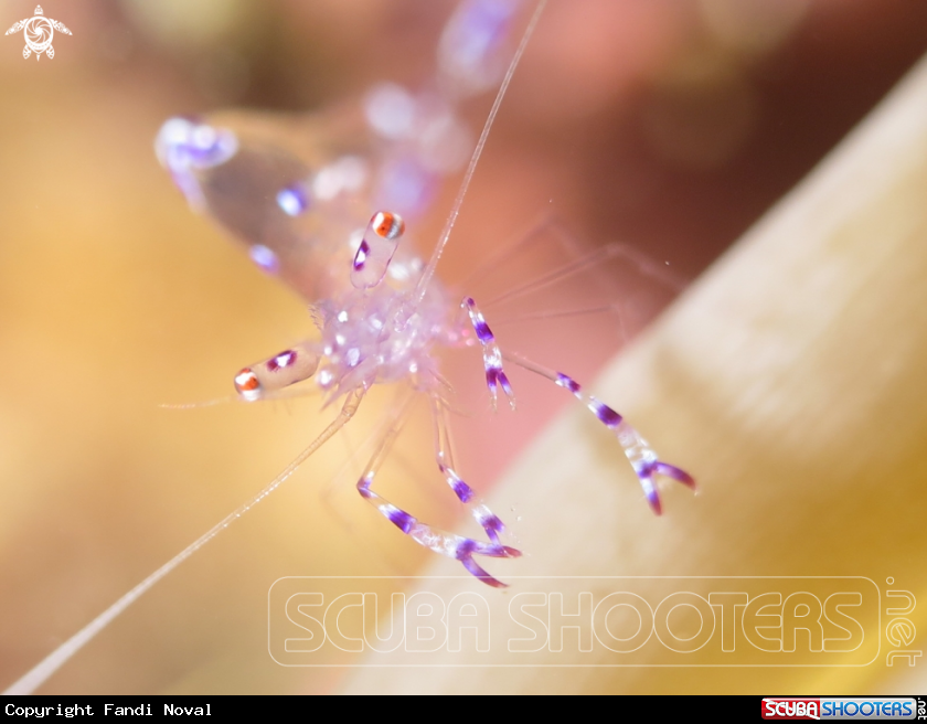 A Anemone Shrimp