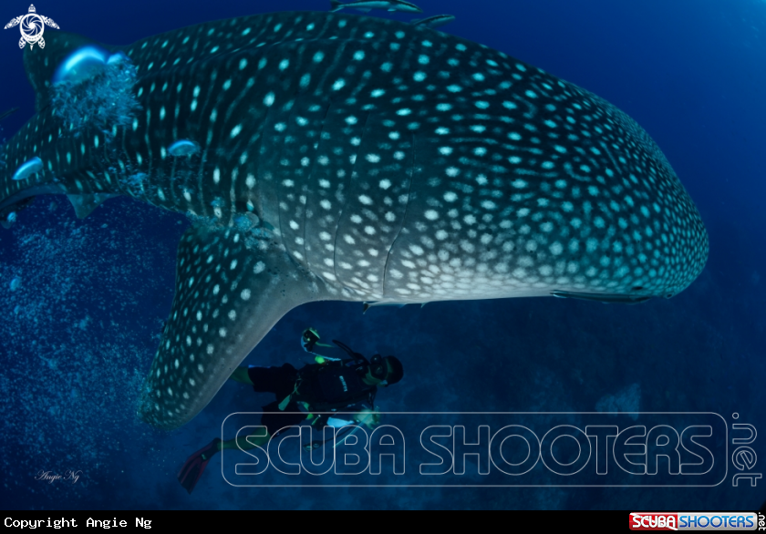 A Whale Shark