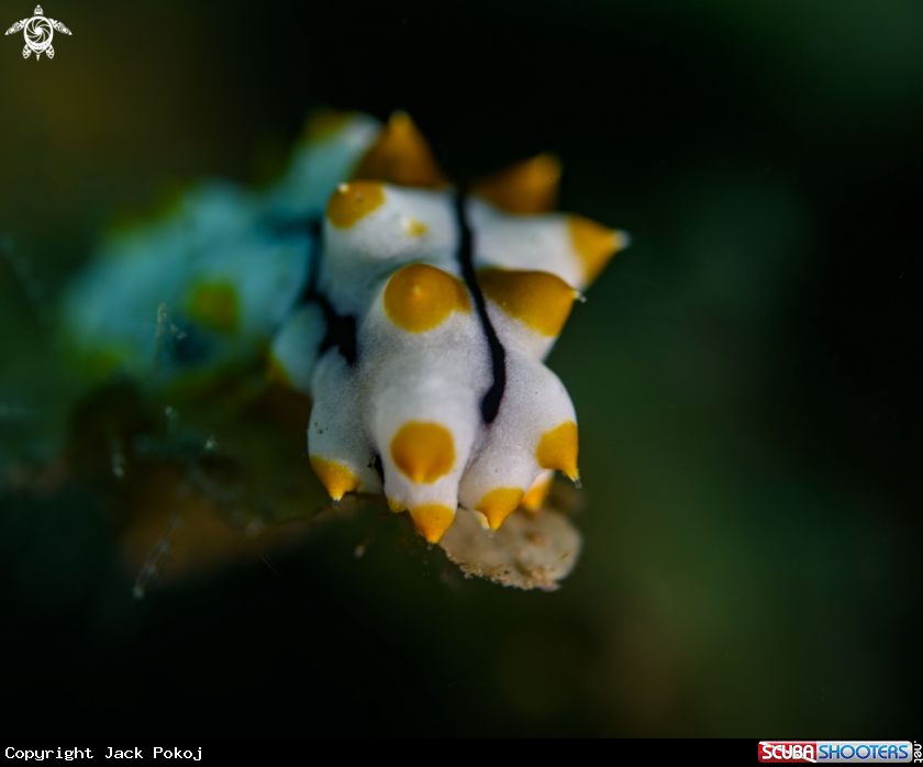 A Sea Cucumber juv