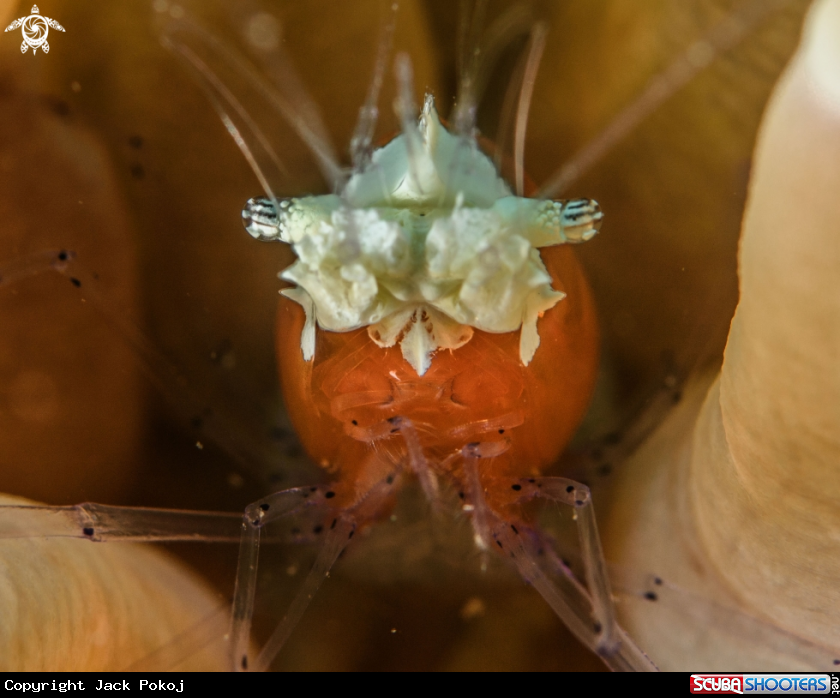 A Popcorn shrimp