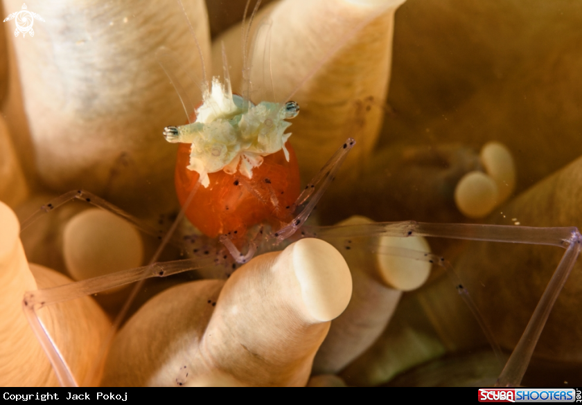 A Popcorn shrimp
