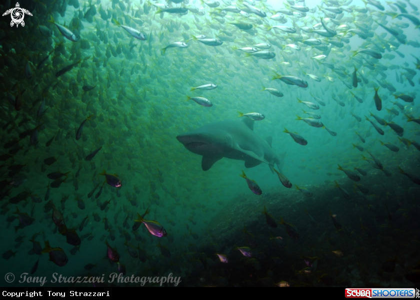 A Grey Nurse Shark