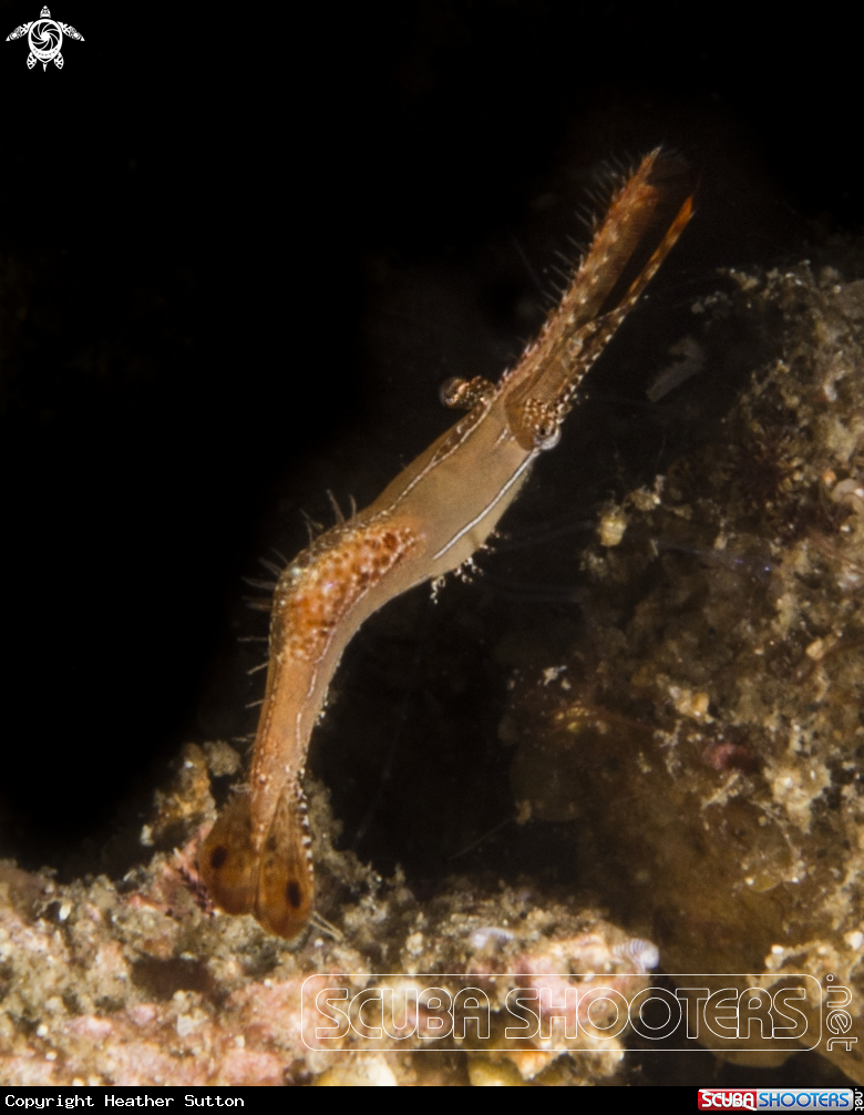 A Donald Duck Shrimp