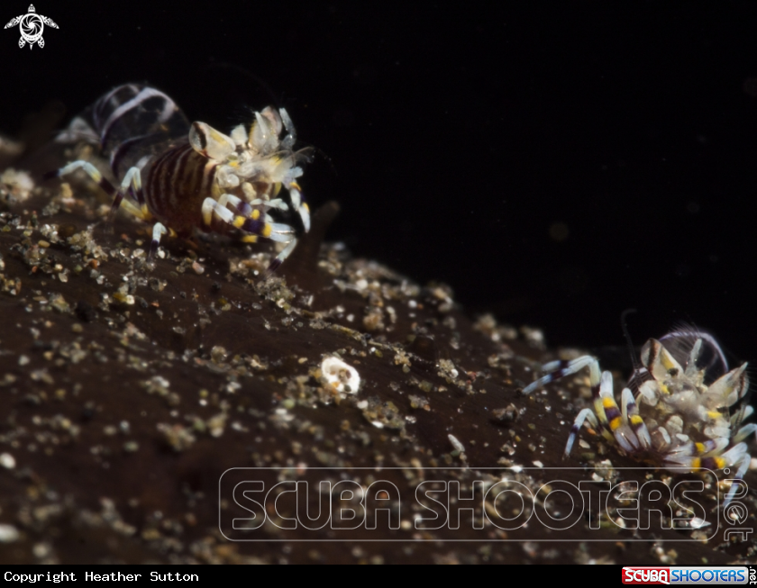 A Bumble Bee Shrimp