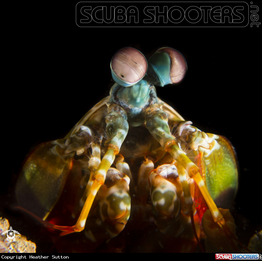 A Peacock Mantis Shrimp