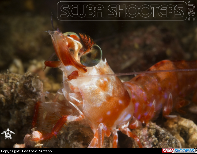 A Comensal Shrimp