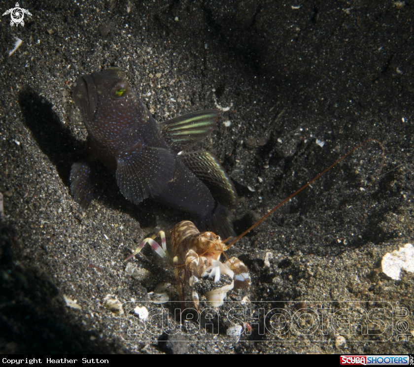A Goby and Comensal Shrimp
