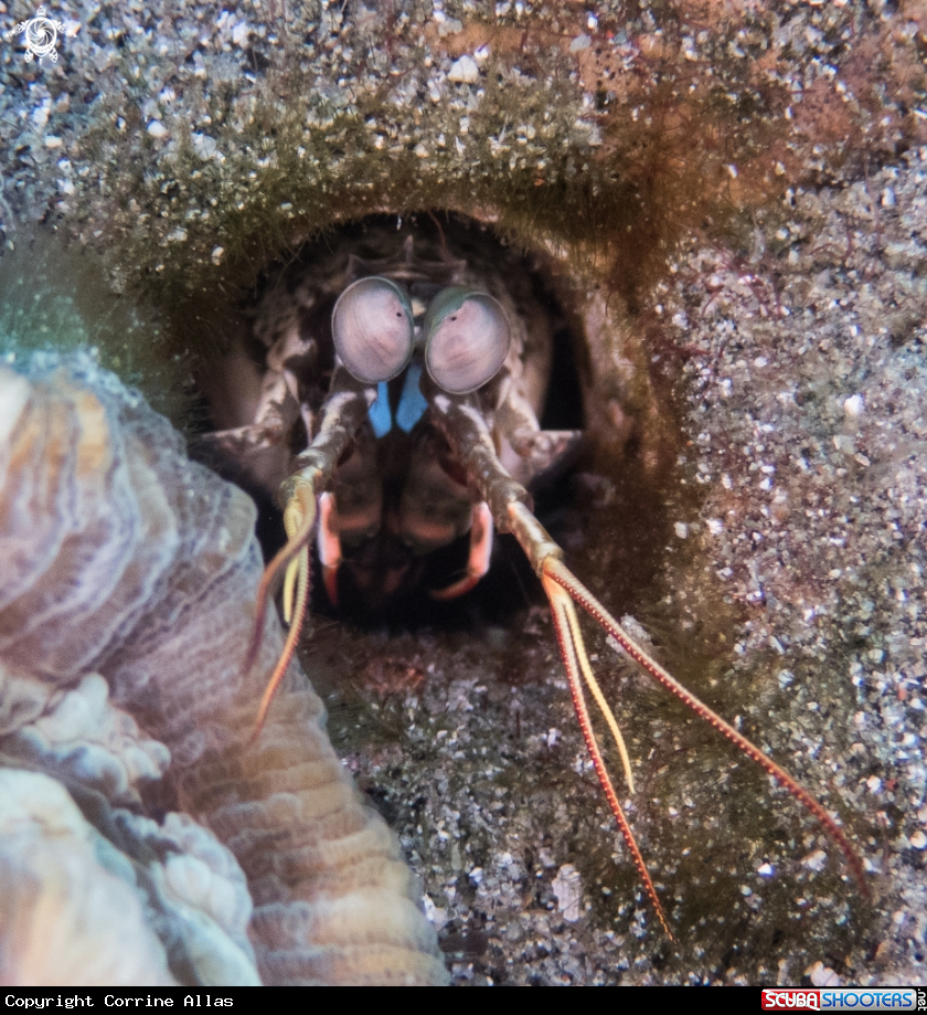 A Mantis Shrimp