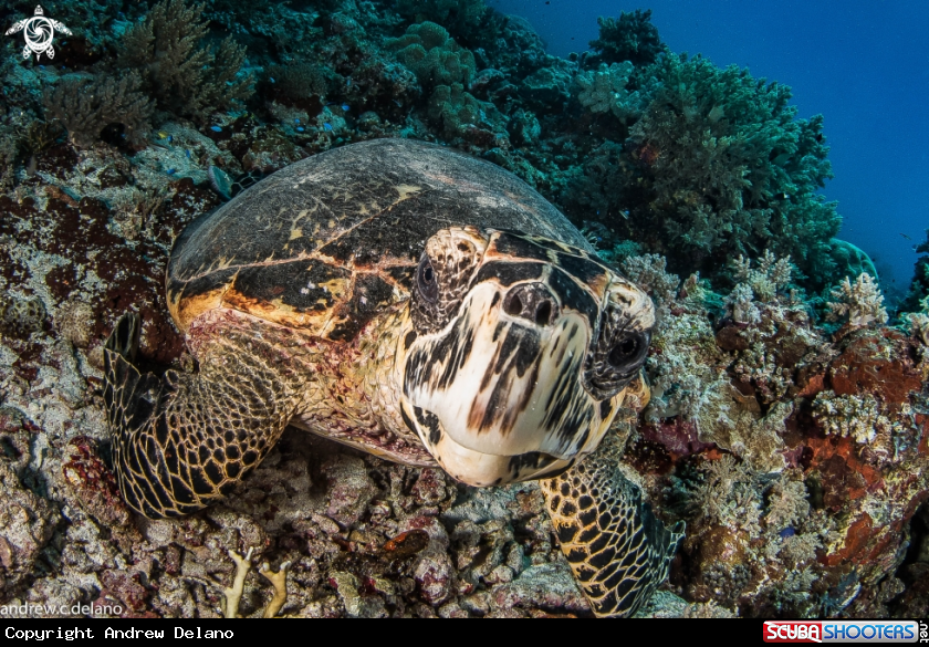 A Green Turtle