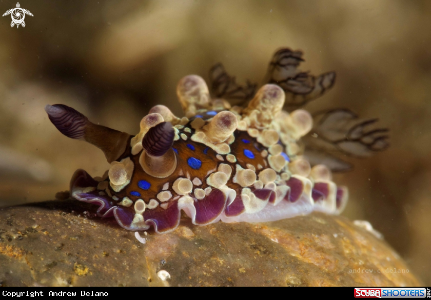 A Dendrodoris