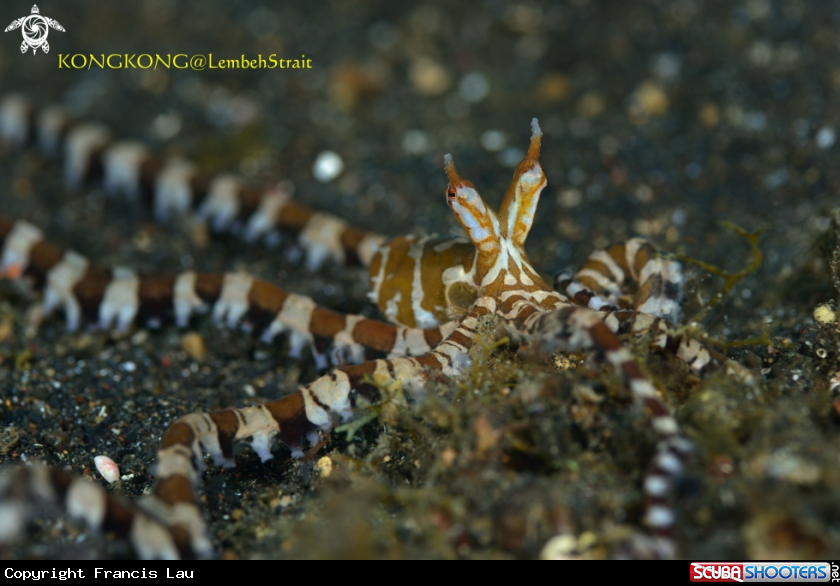A Mimic Octopus