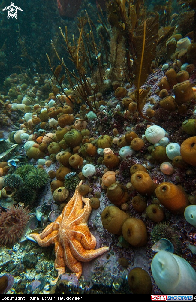 A Anemones