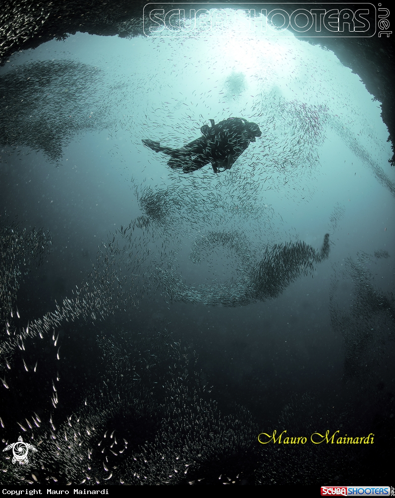 A Silverfish and diver