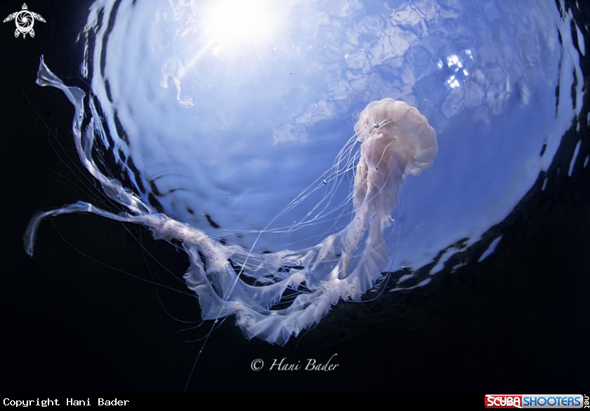 A jellyfish