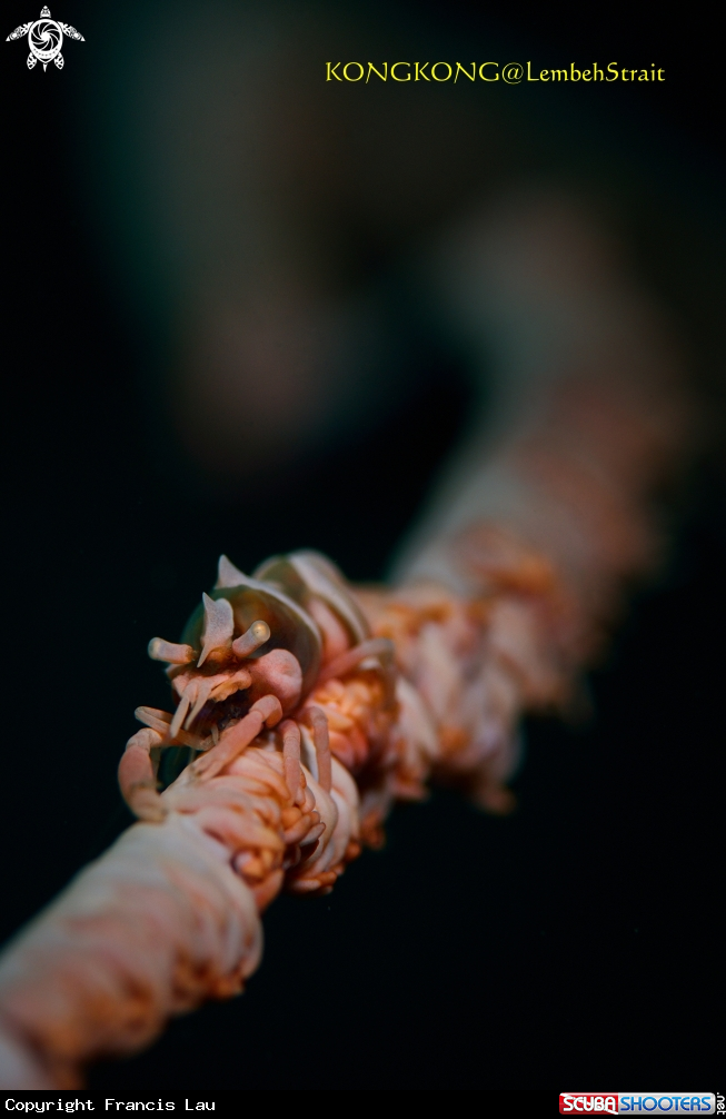 A Wire Coral Shrimp