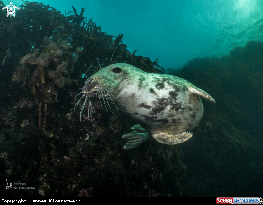 A Grey Seal
