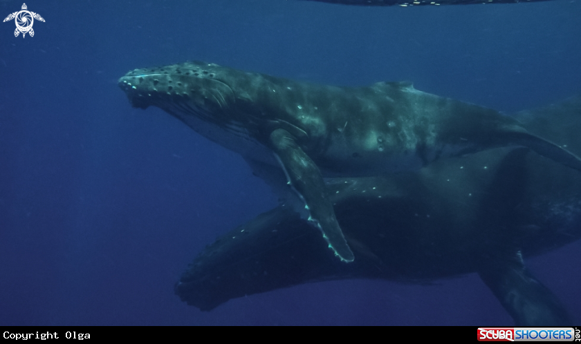 A Humpback Whale
