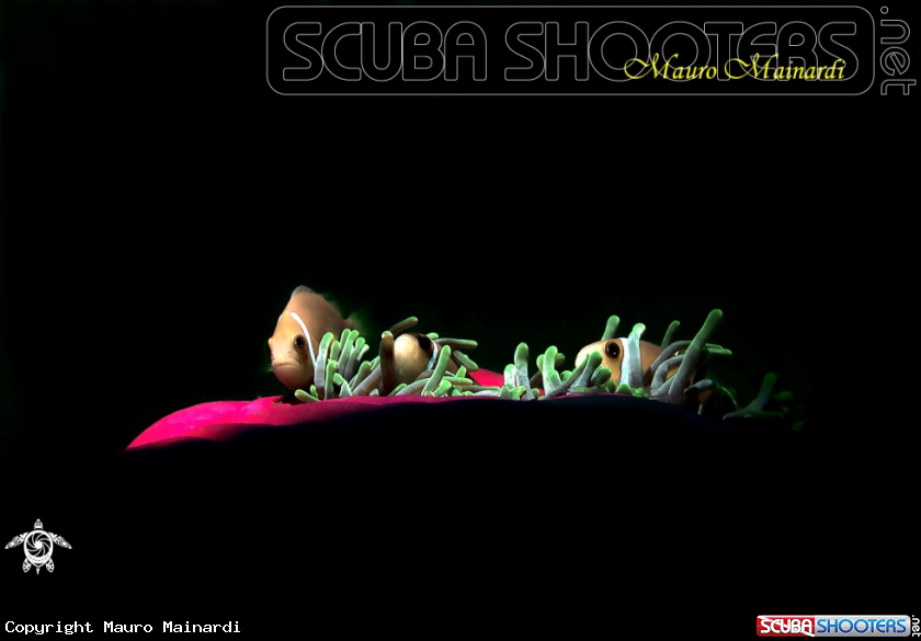 A Clownfish, anemone and company