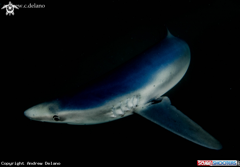 A Blue Shark 