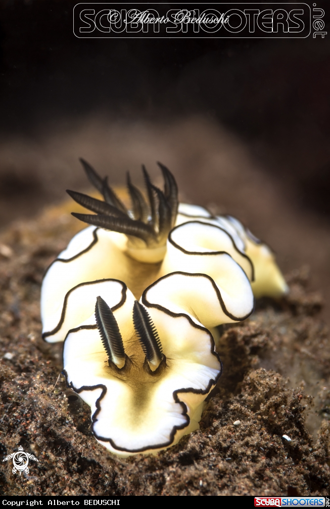 A Nudibranch