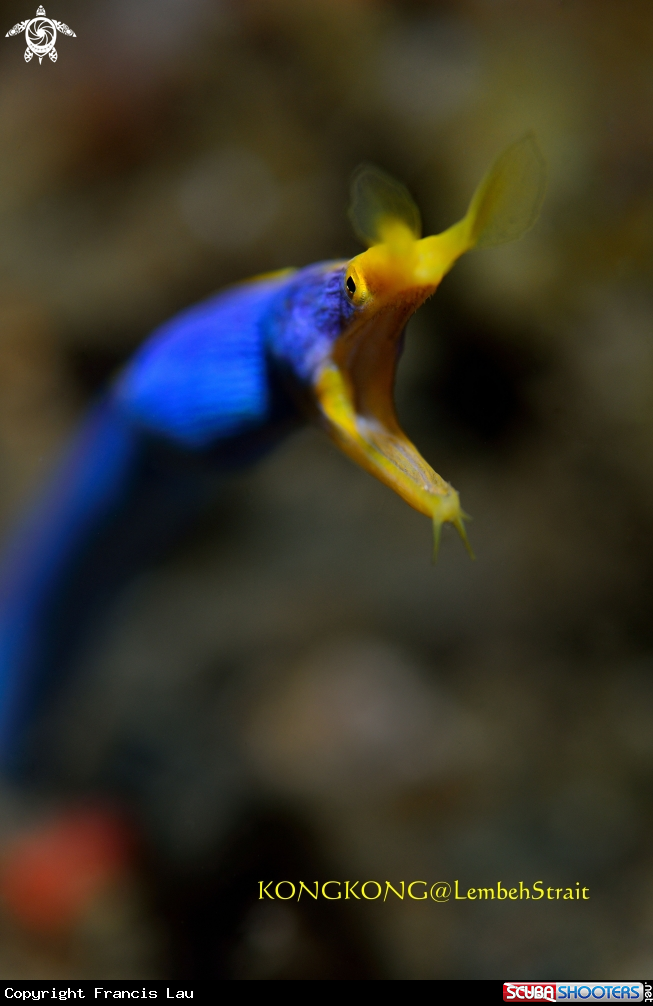 A Blue ribbon eel