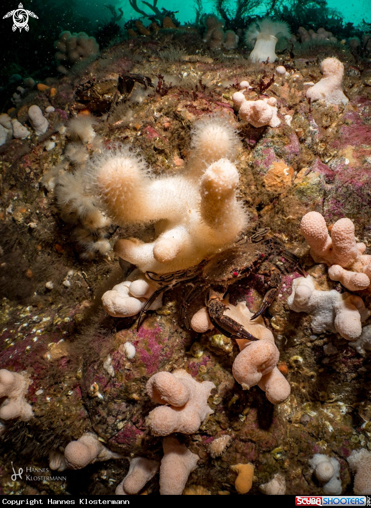 A Crab and Coral