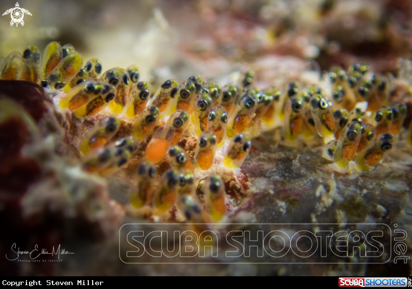 A Clownfish
