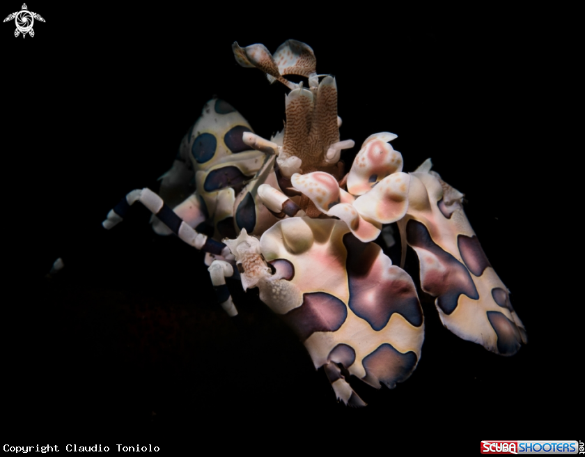 A Harlequin shrimp