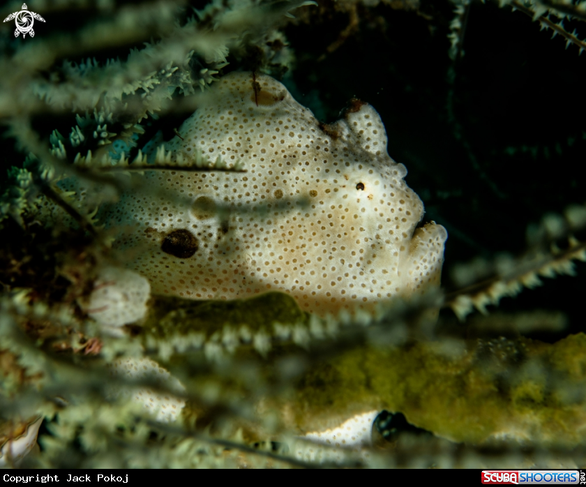 A Painted frogfish