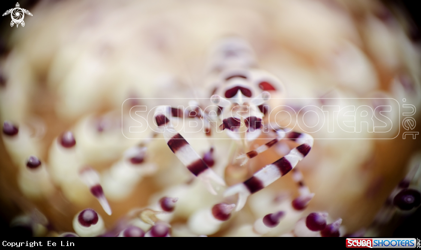 A Coleman Shrimp